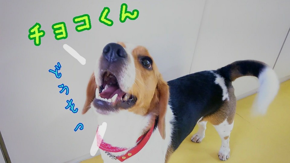 雨でも沢山遊んでるよ🎵_f0357682_12325828.jpg