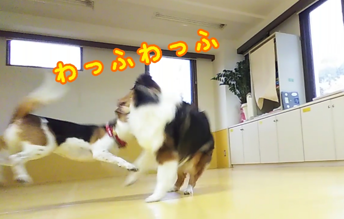 雨でも沢山遊んでるよ🎵_f0357682_12362757.jpg