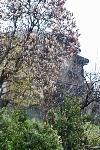 b0099484_10264666.jpg