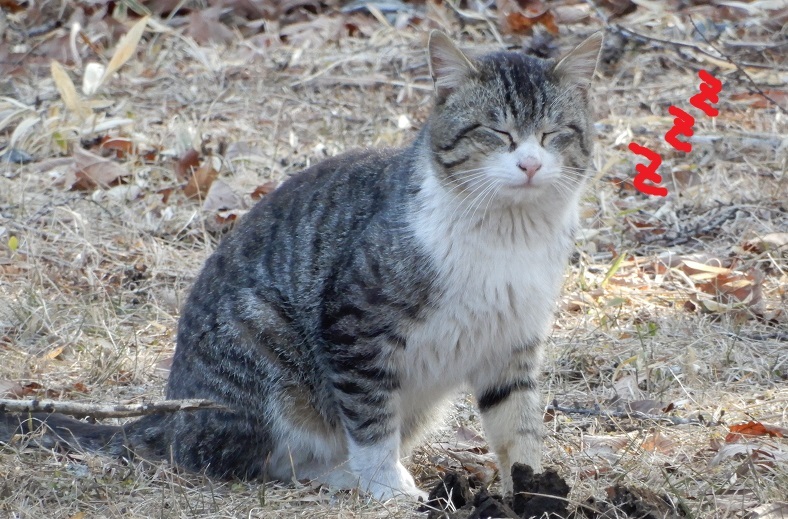 大泉町N村Fさん邸の現場より 1 (追記有り) _a0211886_16550021.jpg