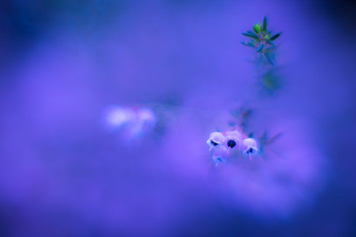 雨に濡れる早春の庭_d0353489_18583653.jpg