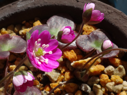 咲き始めた雪割草と 昨年の夏越しの様子など V 窓の向こうに