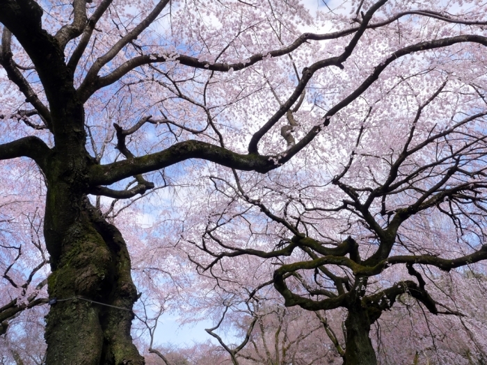 2018桜追っかけ 新宿御苑から_f0224100_20364487.jpg