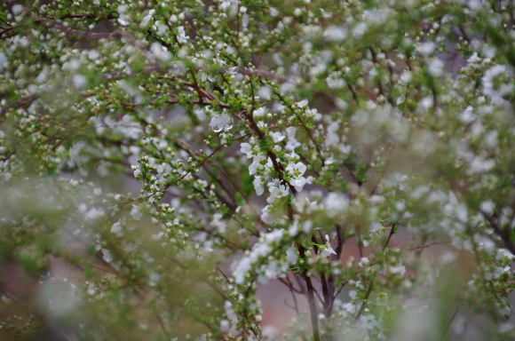 b0356401_17185665.jpg
