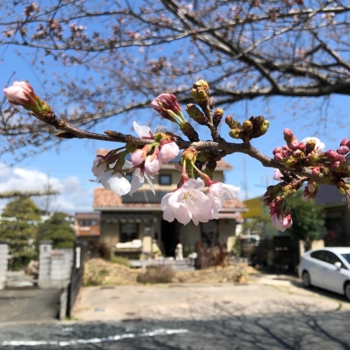 『夜桜カフェ』&『臨時営業』のご案内*_a0322702_13344811.jpeg