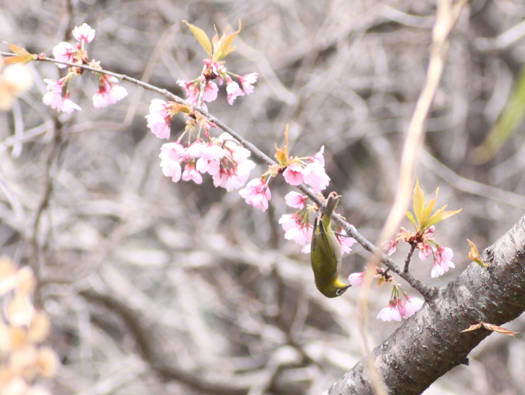 埼玉中部　                                     桜と野鳥2018/03/19_d0251807_08474646.jpg