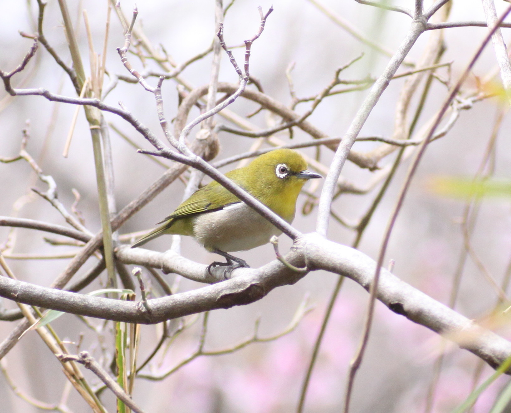 埼玉中部　                                     桜と野鳥2018/03/19_d0251807_08475672.jpg