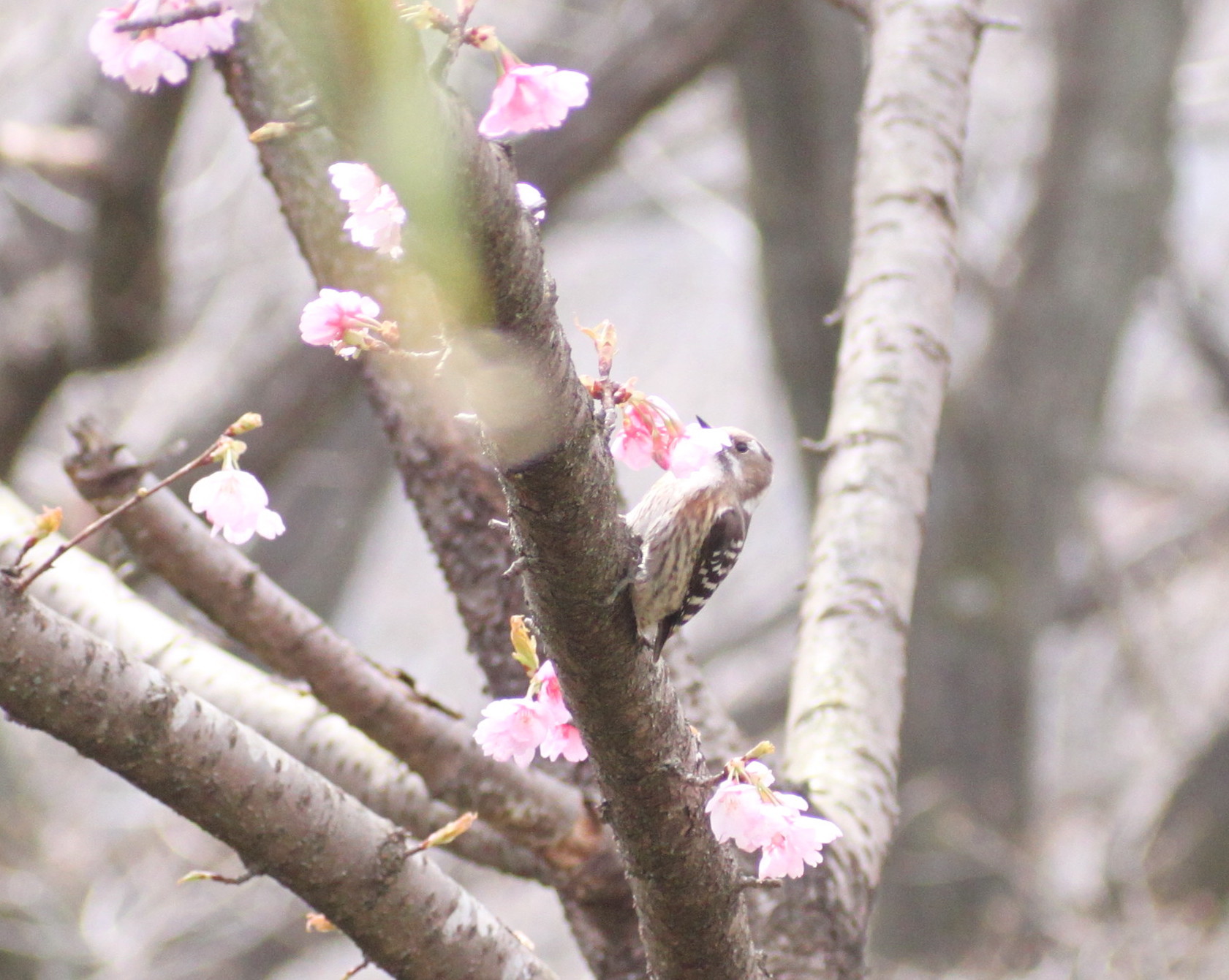 埼玉中部　                                     桜と野鳥2018/03/19_d0251807_08482635.jpg