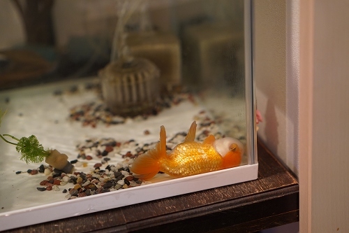 自分の感覚で金魚を飼う 空 飛んでみる 自分の感覚で金魚を飼う 空 飛んでみる