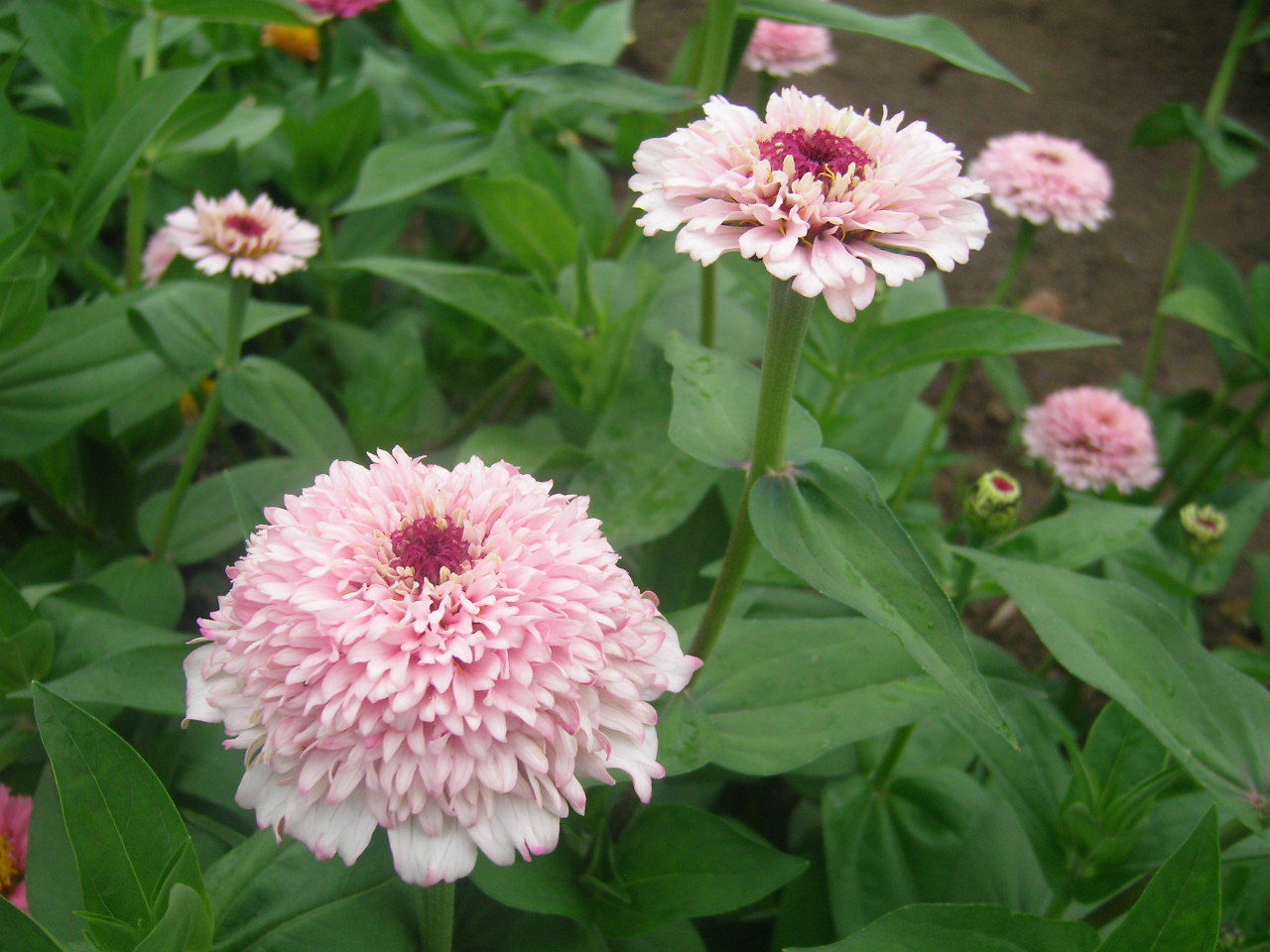 オンラインショップに追加しました。3月22日 : ようこそ！グリーン