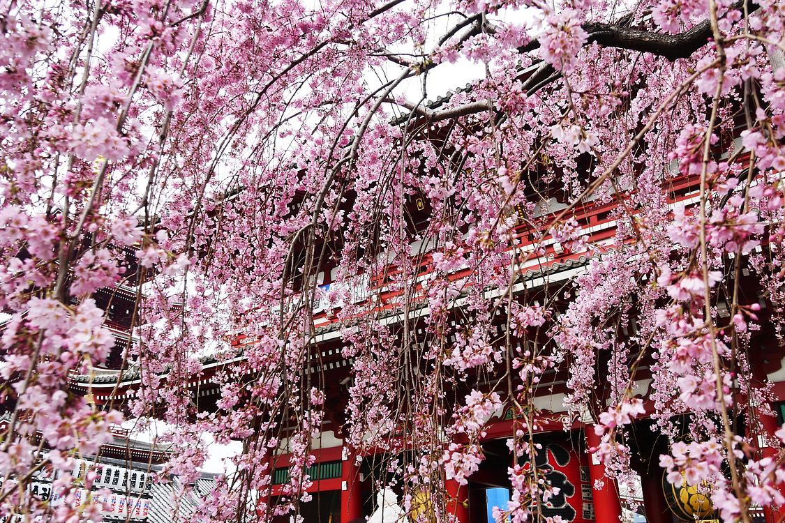 浅草寺で初桜♪_a0031821_09382532.jpg