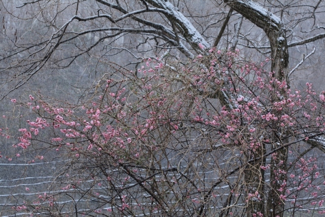 ～　梅の花に春の雪　～_e0242721_07330417.jpg