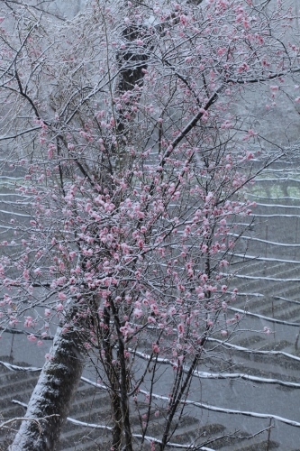 ～　梅の花に春の雪　～_e0242721_07355377.jpg