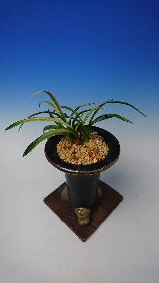 韓国春蘭 無名厚葉曙斑 : 蘭万園日記