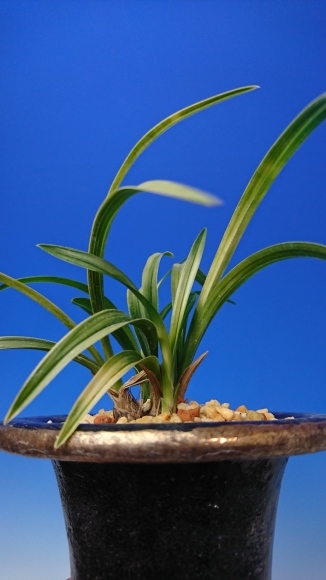 韓国春蘭 無名厚葉曙斑 : 蘭万園日記