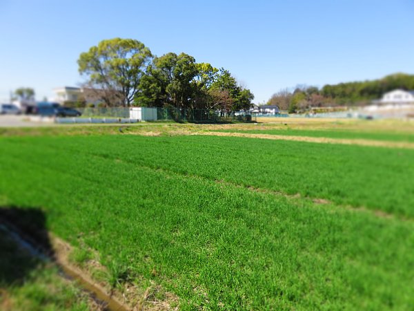 18年3月24日 緑色の麦畑 今日の風に吹かれましょう 18年3月24日 緑色の麦畑 今日の風に吹かれましょう