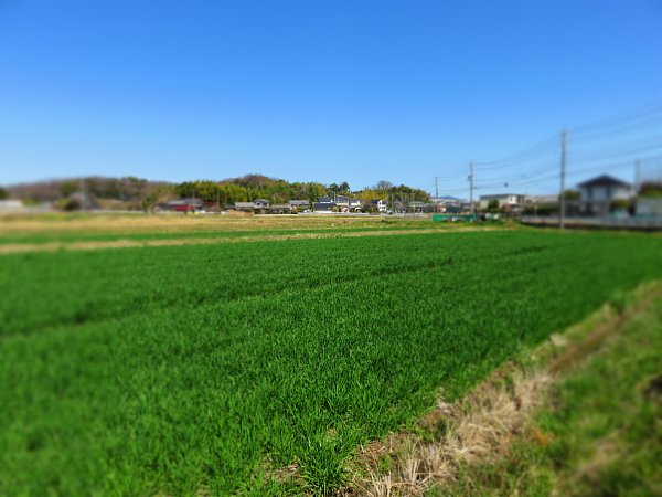 2114様感謝‼️麦‼️大地の恵み肉筆フランス麦畑‼️「五月の麦畑」ランドン作油彩画 2114様感謝‼️麦‼️大地の恵み肉筆フランス麦畑‼️「五月の麦畑