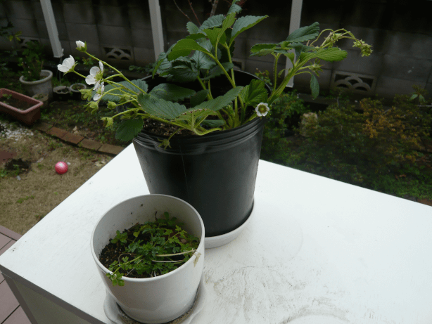 c0365341_20295071.gif