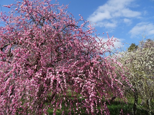 b0299042_10093536.jpg