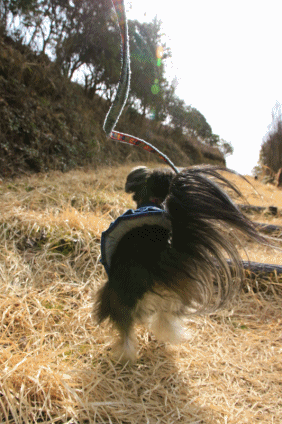 c0145250_09200342.gif