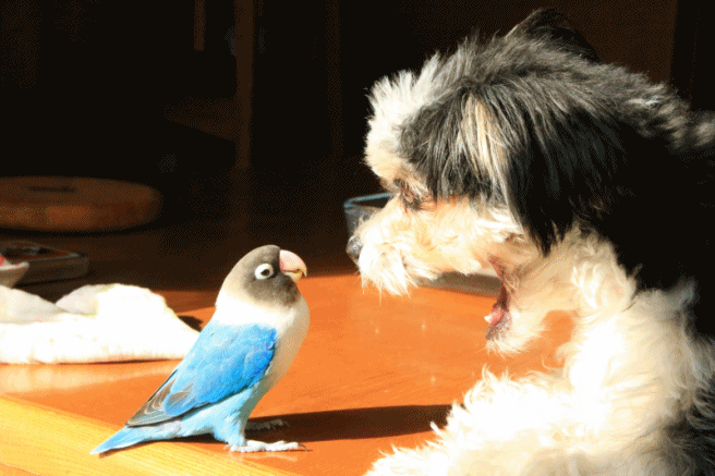 c0145250_15225587.gif