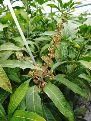完熟アップルマンゴー 開花の様子と惜しまぬ手間ひまの花吊り作業_a0254656_18004900.jpg
