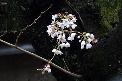 雨の中、桜が咲きました_b0145257_10551790.jpg