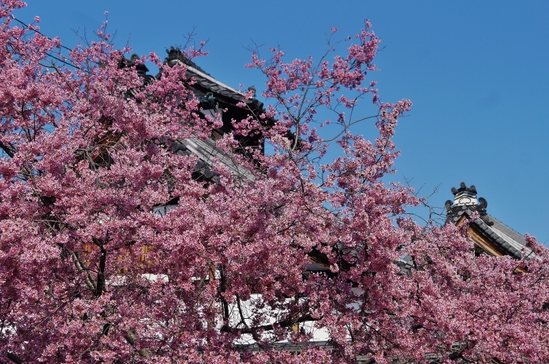 長徳寺のオカメ桜　＠京都・出町柳　長徳寺_b0063958_21280857.jpg