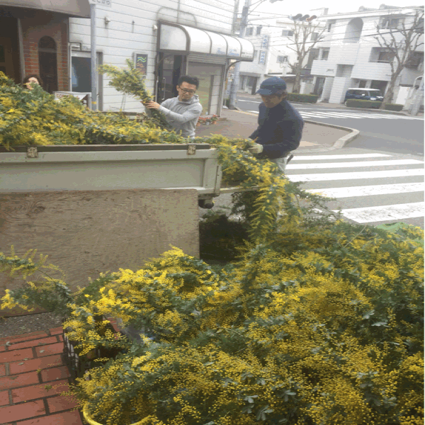 ミモザ屋TSUBAKIは明日から！_a0251762_17054346.gif