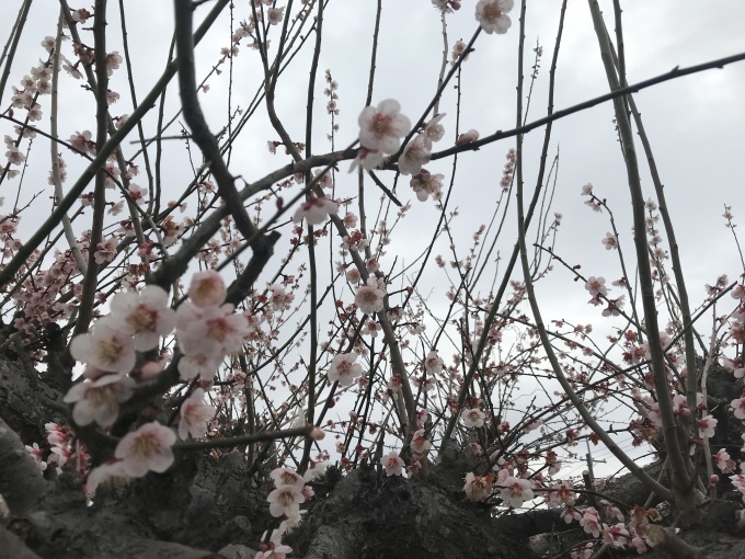吉牛を持って梅の花をめでました_b0100062_11043337.jpg