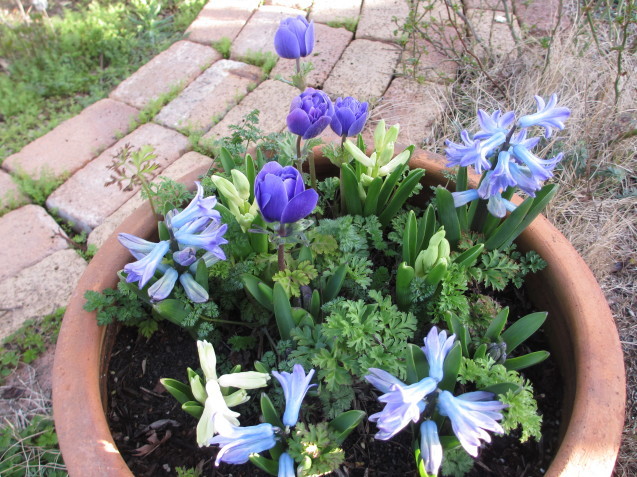 魅了される青紫色の寄せ植え植えっぱなしのアネモネとヒヤシンス 小さな棲家
