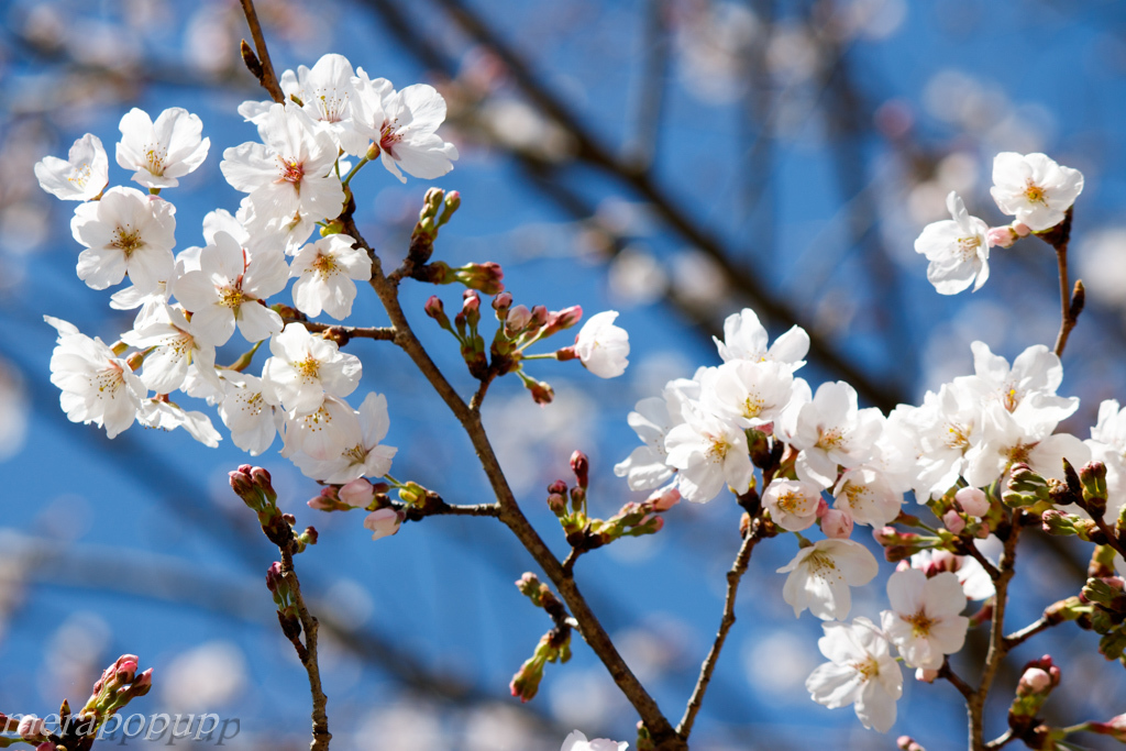 桜_c0307468_18303413.jpg