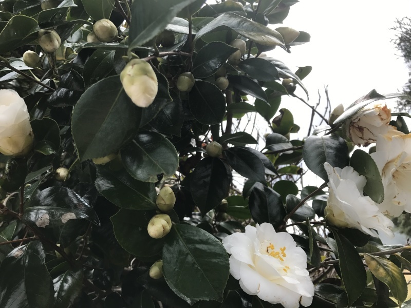 待ちに待った「まっ白い椿が今年も咲き始めました」編_e0359584_20184805.jpg