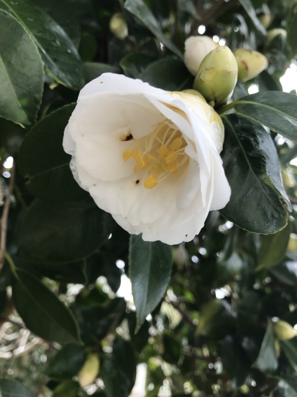 待ちに待った「まっ白い椿が今年も咲き始めました」編_e0359584_20190189.jpg