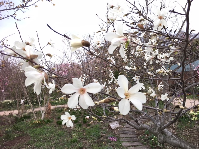 b0197486_16411069.jpeg