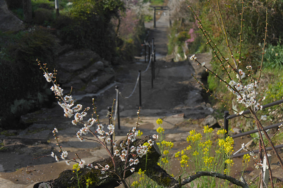 18.03.11：小城市の牛尾梅林で梅花見４－完　_c0007190_19133614.jpg