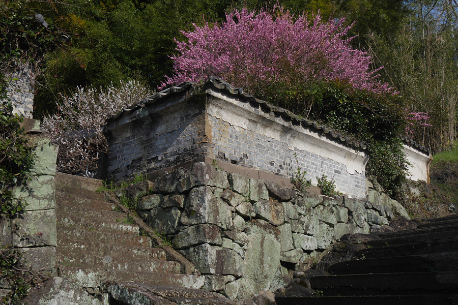 18.03.11：小城市の牛尾梅林で梅花見４－完　_c0007190_19142983.jpg