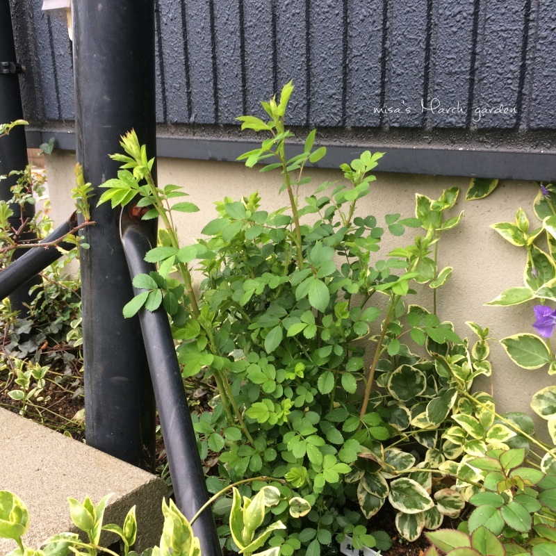 d0350392_22321445.jpeg