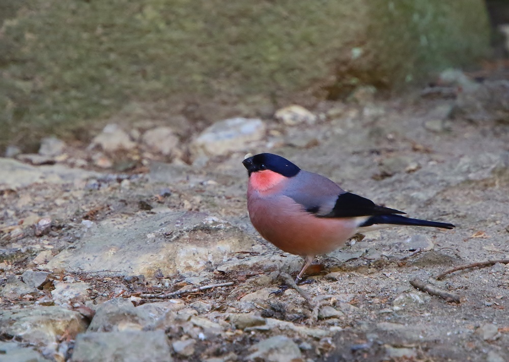 真っ赤なウソ ほんとです 地上編 ぶらり探鳥