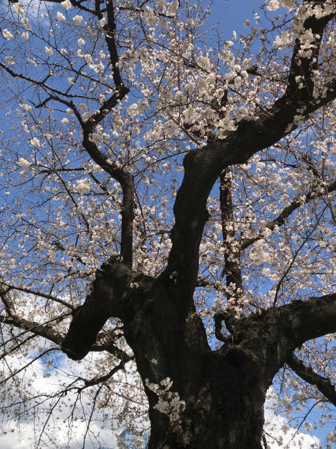 事務所周辺の桜情報！_b0014003_19002481.jpg