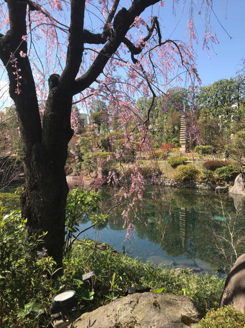 事務所周辺の桜情報！_b0014003_19002677.jpg