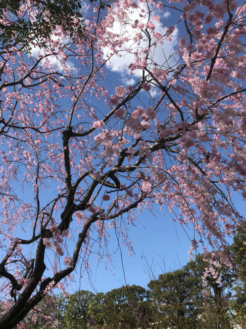 事務所周辺の桜情報！_b0014003_19002974.jpg