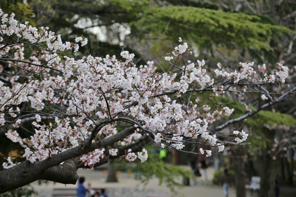 桜_d0166303_23040142.jpg