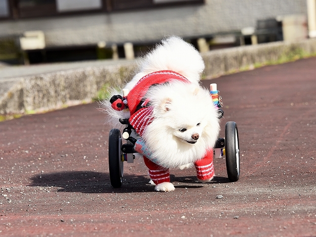 見納めでしょうか?_d0360206_00283936.jpg