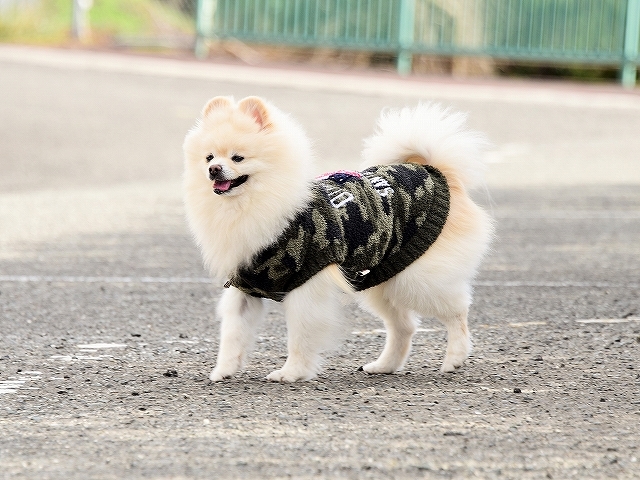 見納めでしょうか?_d0360206_00285553.jpg