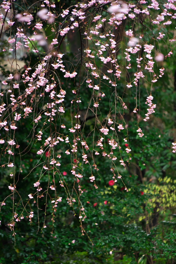 六義園の桜3_a0263109_19563161.jpg