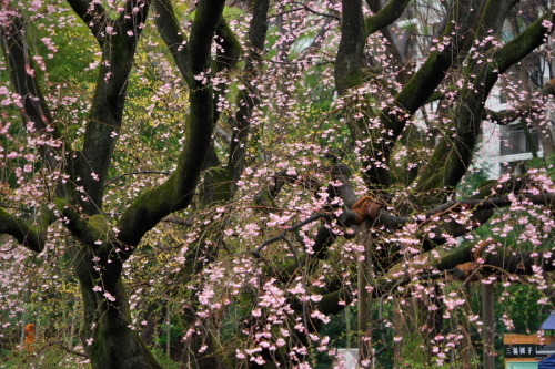 六義園の桜3_a0263109_19572053.jpg