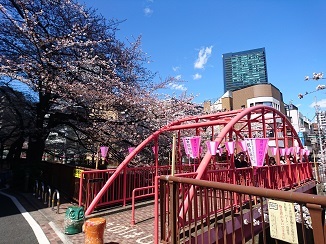 Cherry blossom♡_d0091909_16261982.jpg