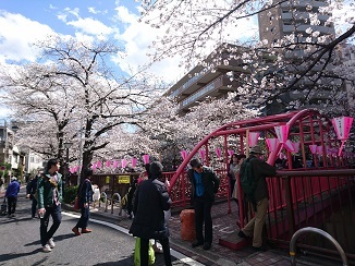 Cherry blossom♡_d0091909_16262051.jpg