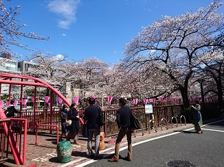 Cherry blossom♡_d0091909_16262073.jpg